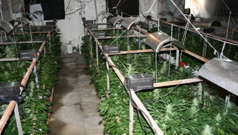 ММА съдия хванат с марихуана за 6 милиона долара